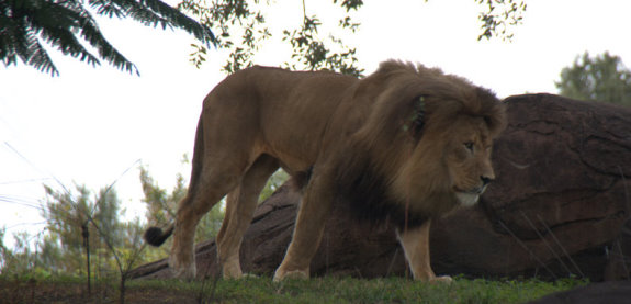 Animal Kingdom Lions